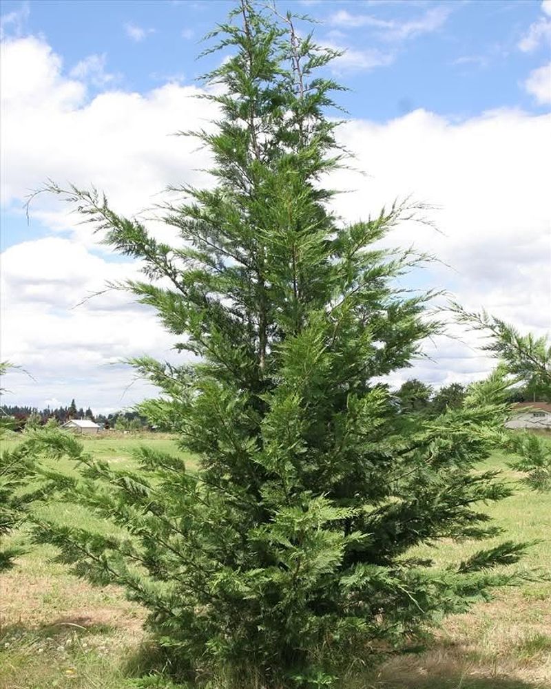 Leyland Cypress Grows Fast And Builds Privacy In A Short Time