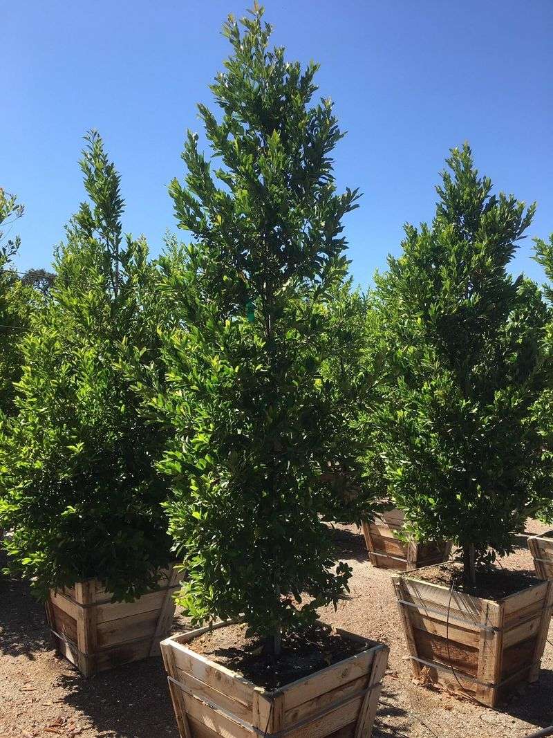 Cherry Laurel (Prunus Caroliniana)