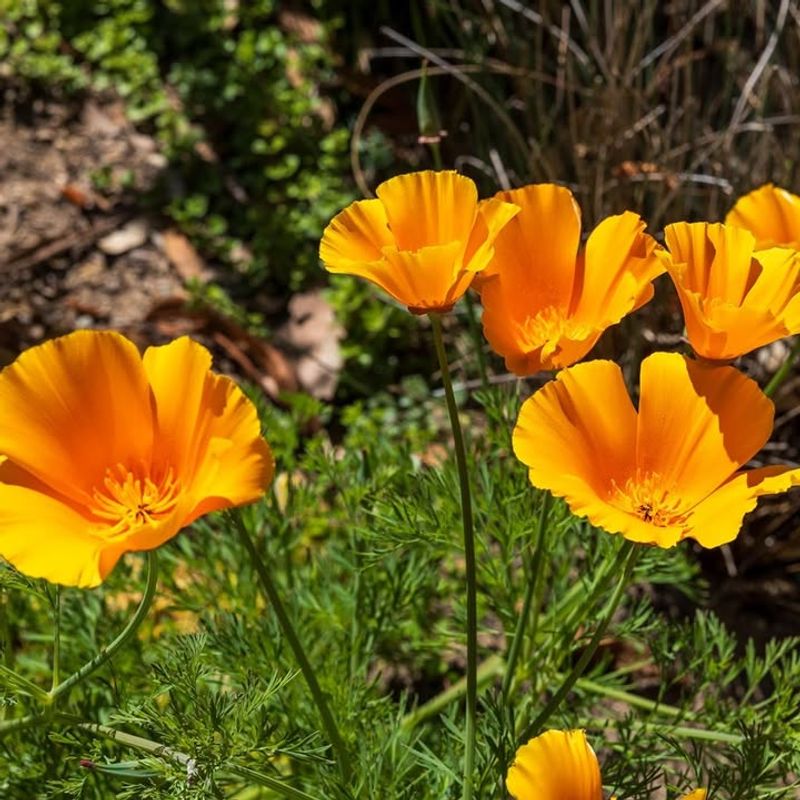 California Poppy