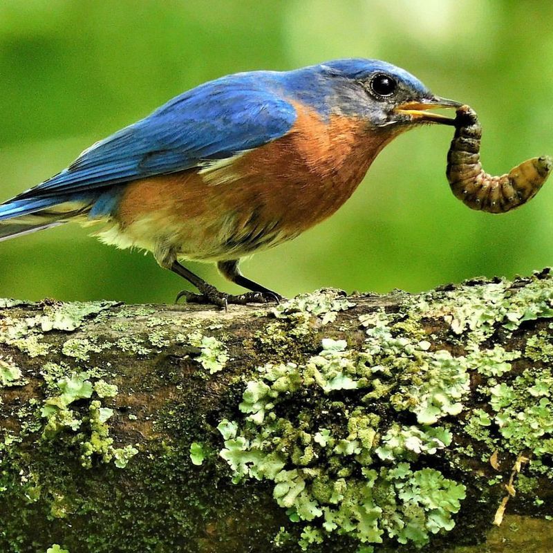 Mealworms Can Help Attract Bluebirds To Feeding Stations