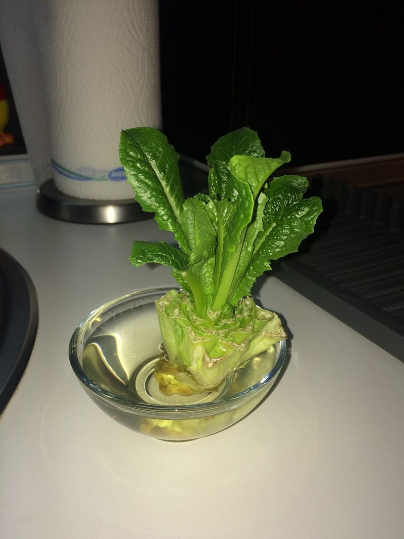 Romaine Revival In A Bowl
