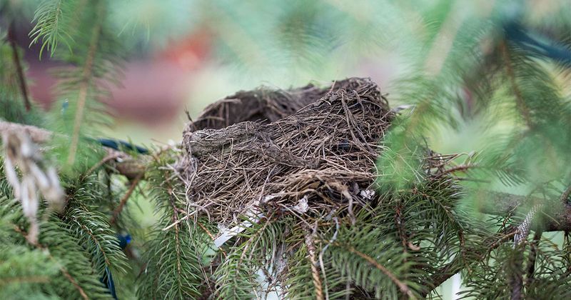 Empty Nests Are Sometimes Legal To Remove