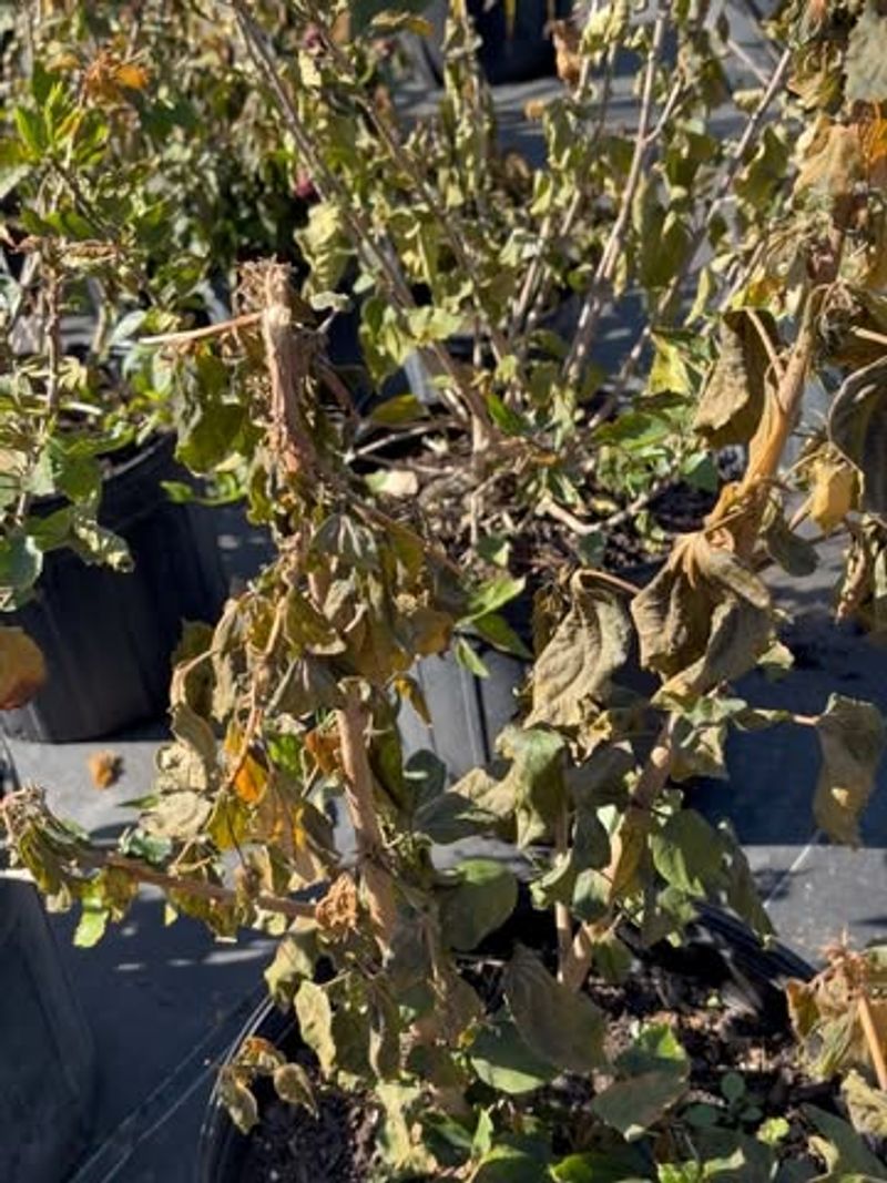 Leaf Damage Does Not Always Mean Plant Loss