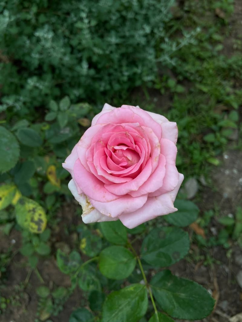 Queen Elizabeth With Regal Bloom Power