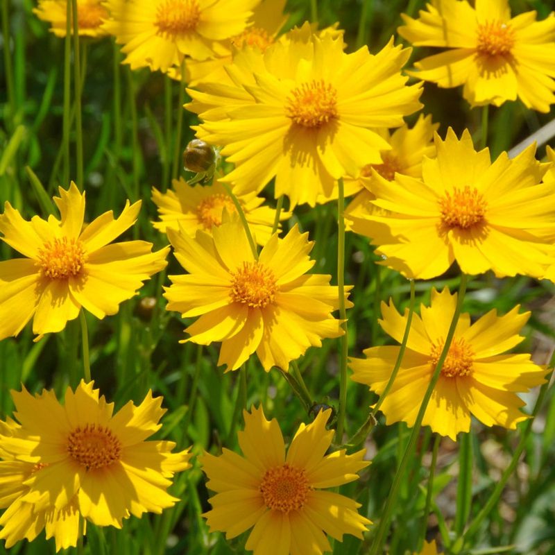 Coreopsis