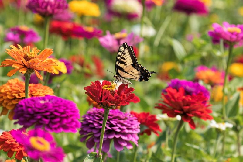 Zinnia Pops Color And Nectar Into Any Garden