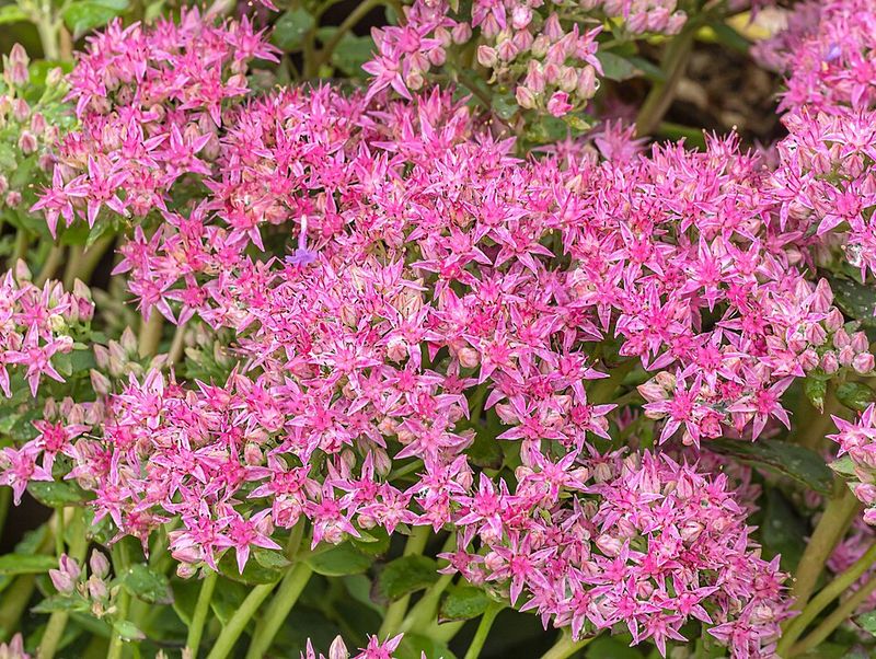 Sedum Keeps Butterflies Visiting In Late Summer