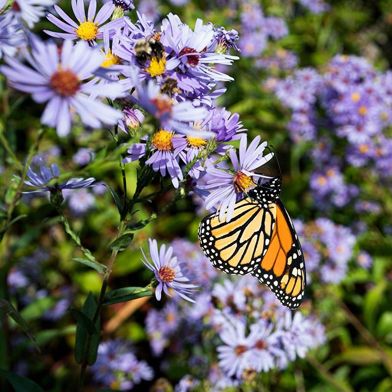 Smooth Blue Aster Supports Late Season Activity