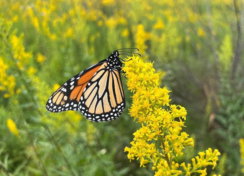 Goldenrod (Solidago Canadensis)