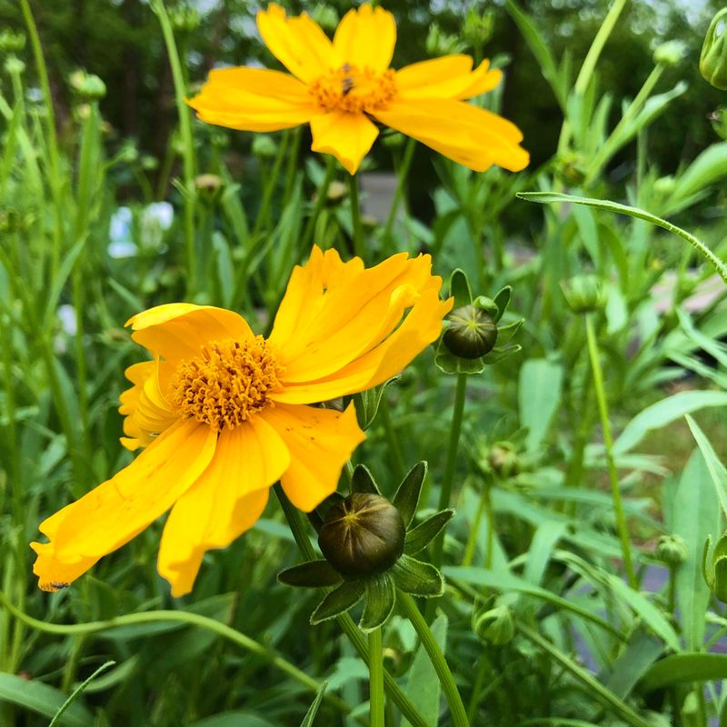 Coreopsis (Coreopsis lanceolata)