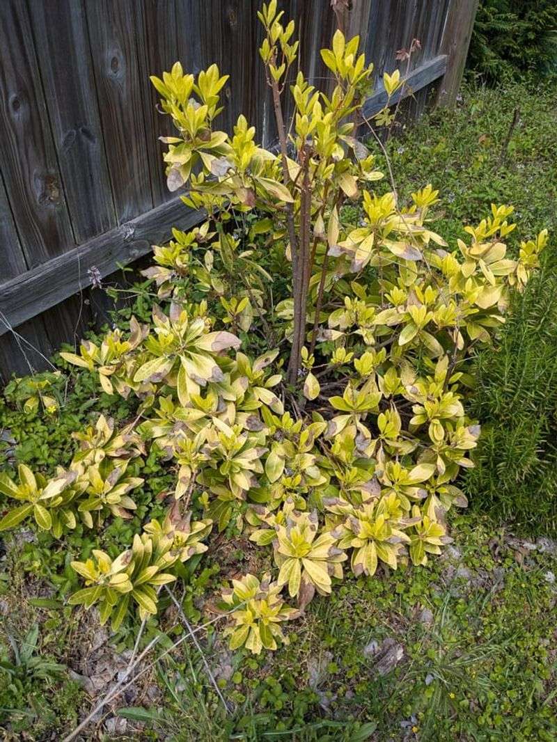 The Right Fix Starts With Looking Past Fertilizer First