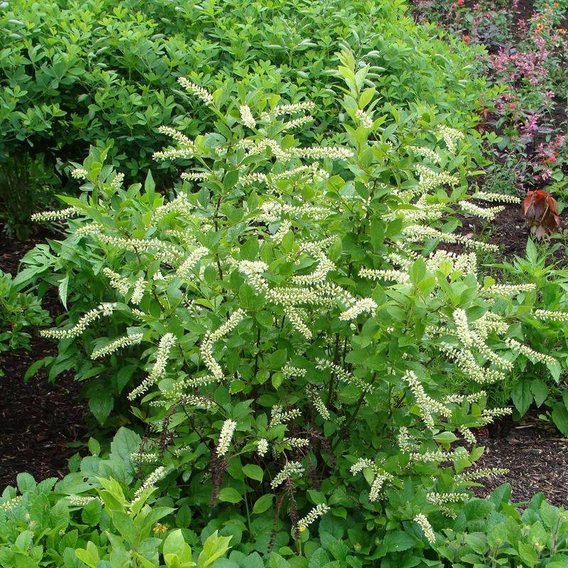 Virginia Sweetspire (Itea Virginica)