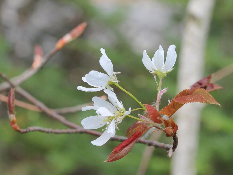 Allegheny Serviceberry Brings Flowers, Berries, And Fall Color In One Plant