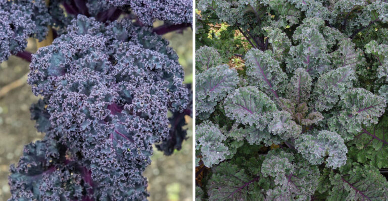 New Kale North Carolina Gardeners Are Planting Looks Like Landscaping But Tastes Like A Crop