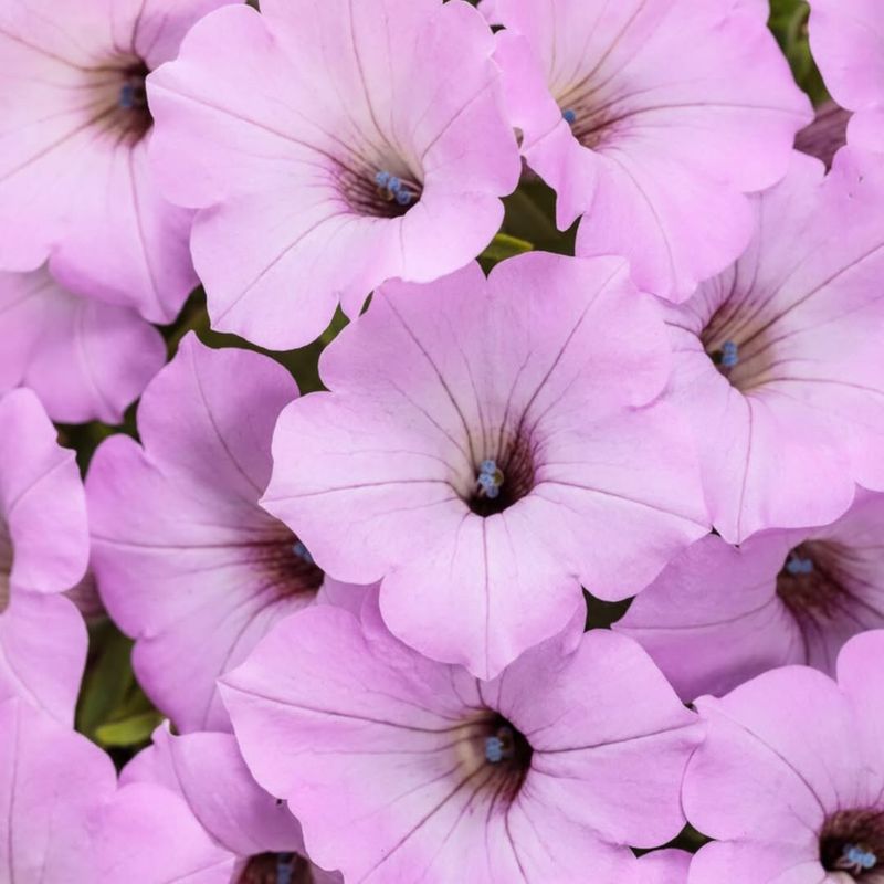 Supertunia Vista 'Cool Jazz'
