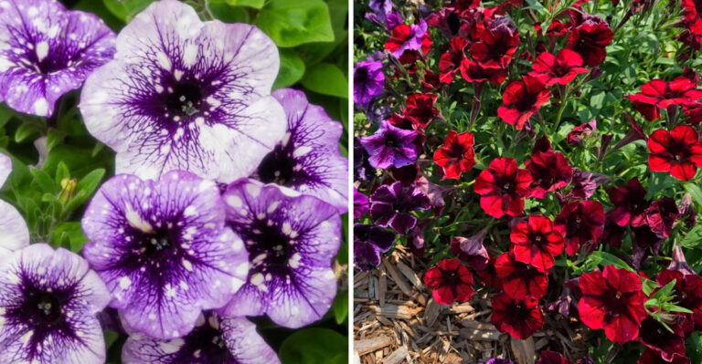 New Petunia Hybrids That Handle North Carolina’s Heat And Humidity
