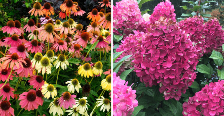 New Plants North Carolina Gardeners Are Starting To Grow In 2026