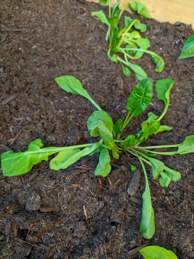 Some Plants Look Wilted But Recover Quickly