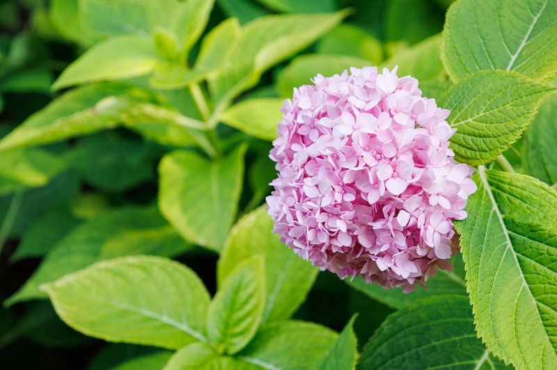Rainy April Weather Can Push Leaf Growth More Than Flower Power