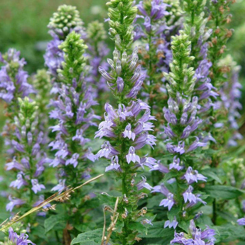 Great Blue Lobelia (Lobelia Siphilitica)