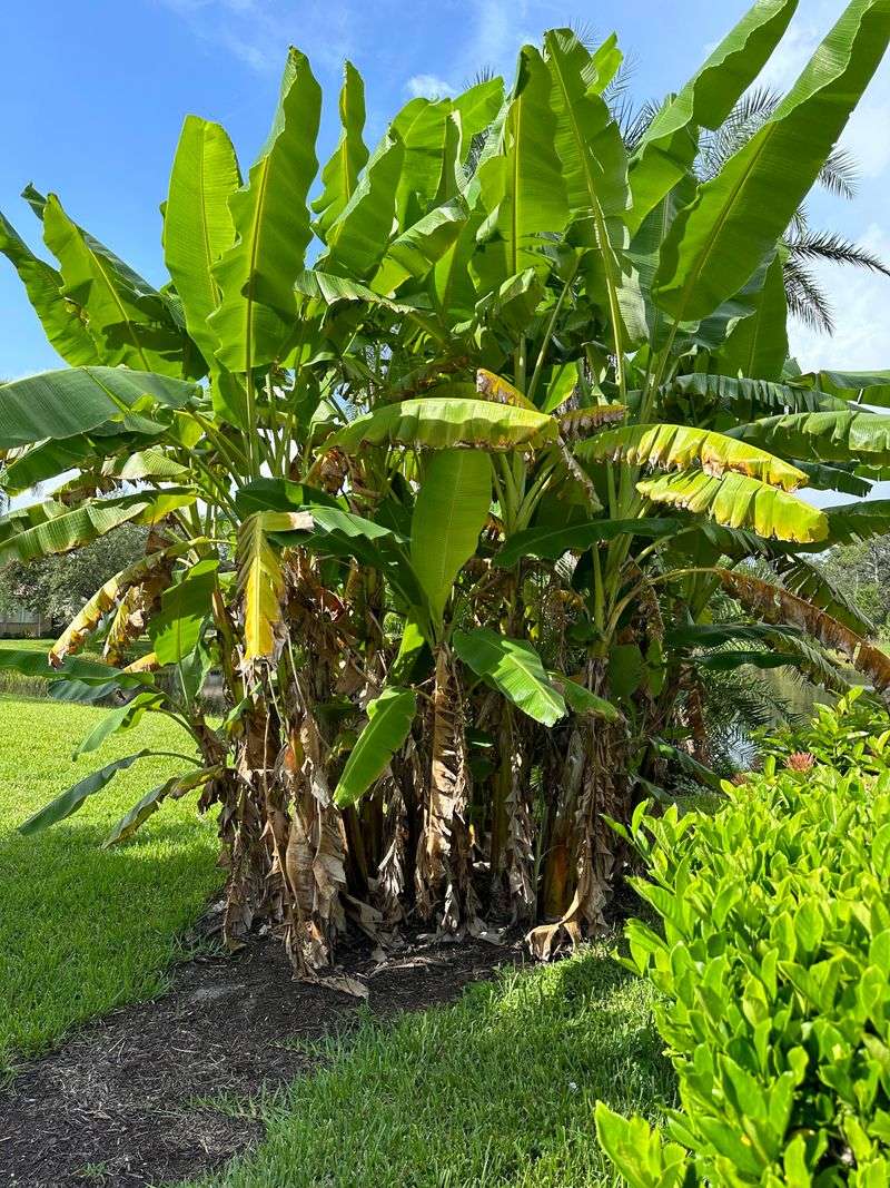 Banana Plant