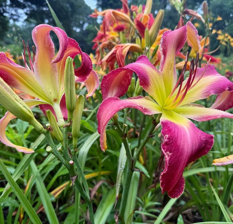 Early Emerging Daylilies Can Be Clipped Down