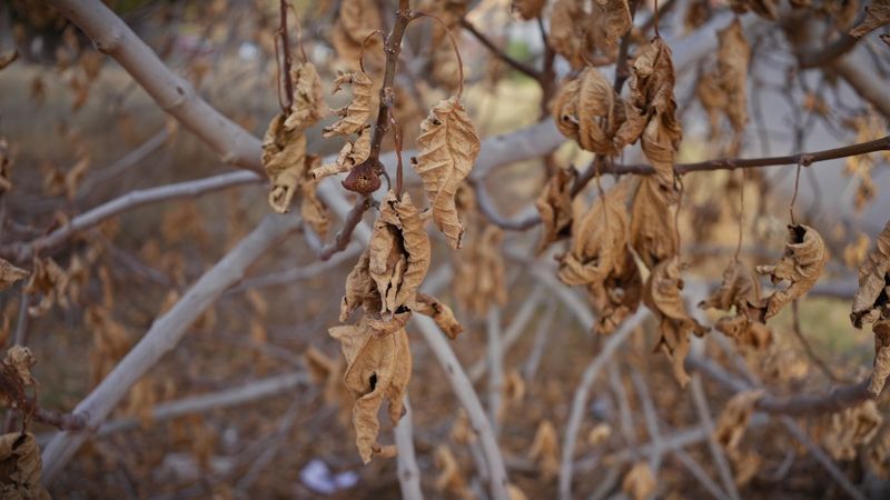 Stressed Or Drought-Hit Plants Should Not Be Fertilized Until Conditions Improve