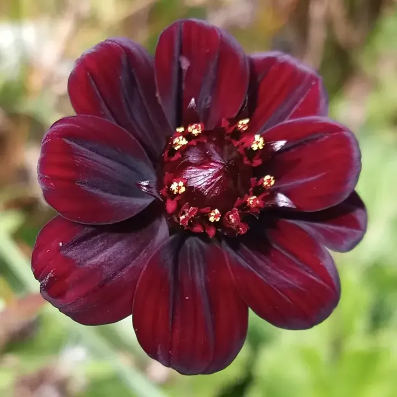 Chocolate Flower