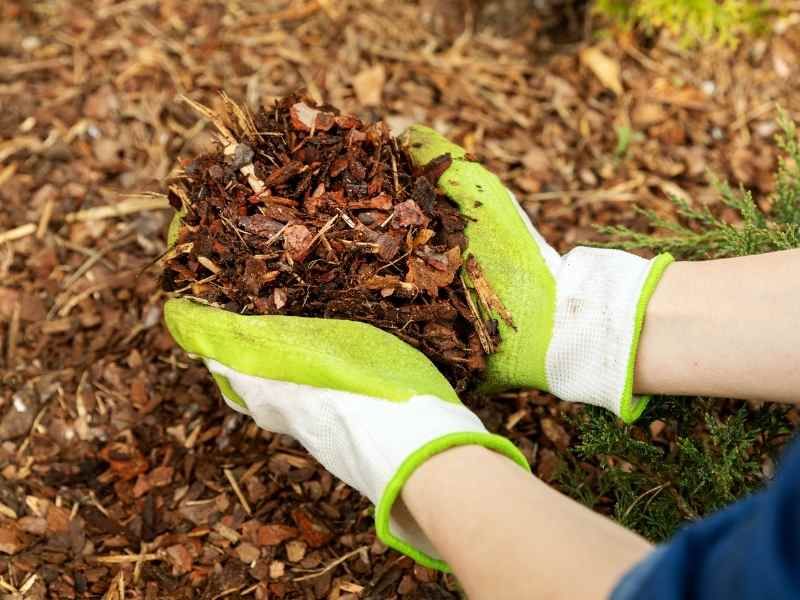 Rough Mulch Perimeter