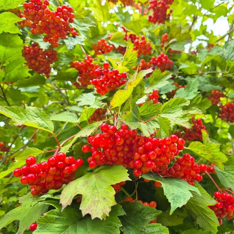 Highbush Cranberry