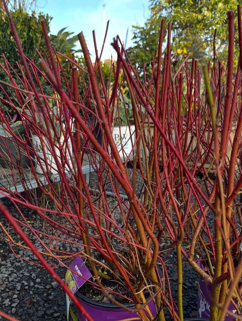 Red Twig Dogwood