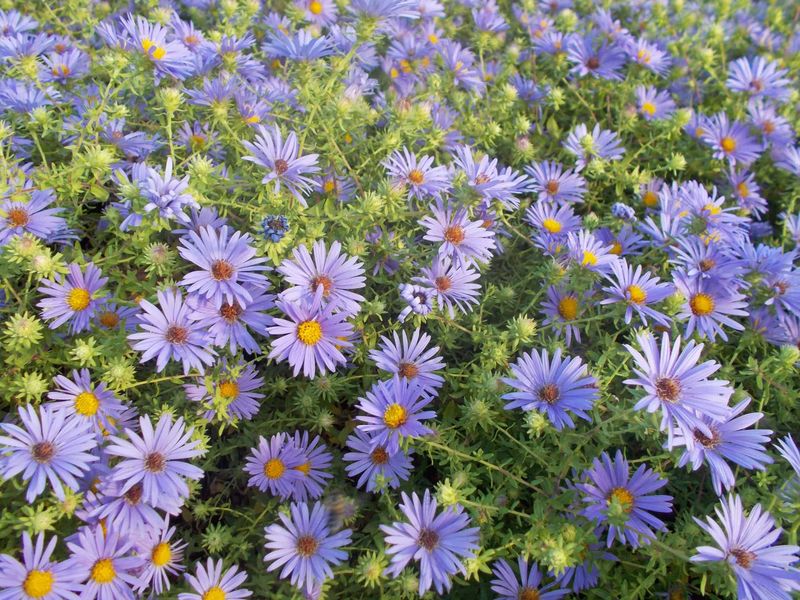 Aromatic Aster