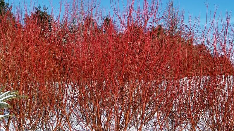 Red Osier Dogwood