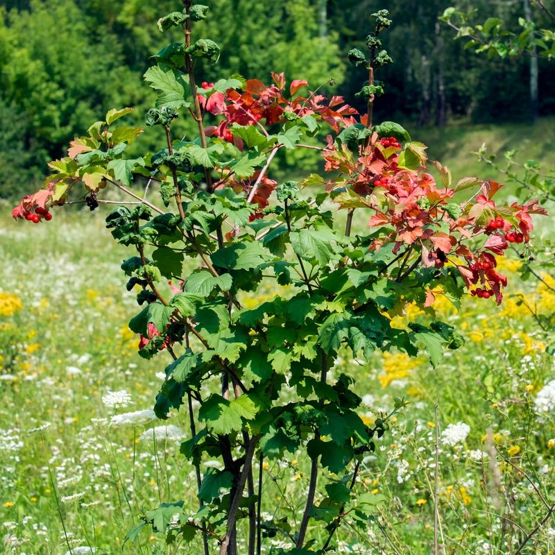 American Cranberrybush Viburnum