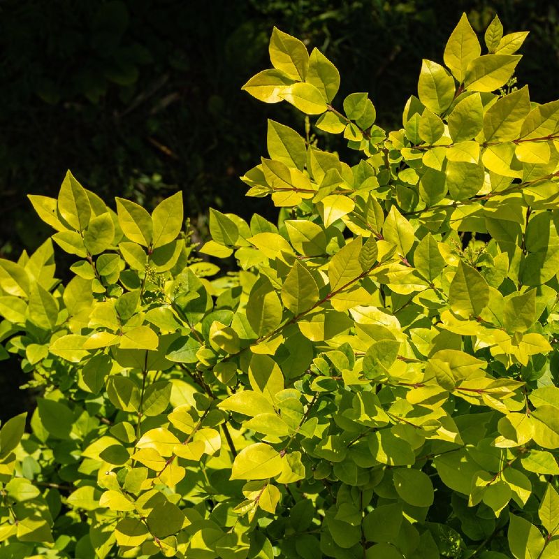Golden Privet Creates Striking Hedges