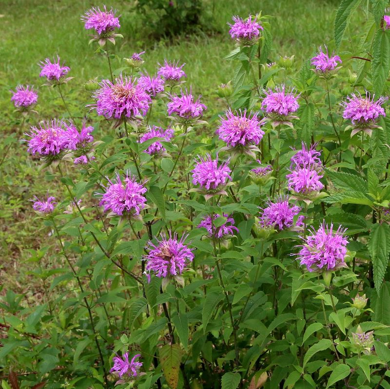 Wild Bergamot Brings Summer Color Without Stripping Away Habitat