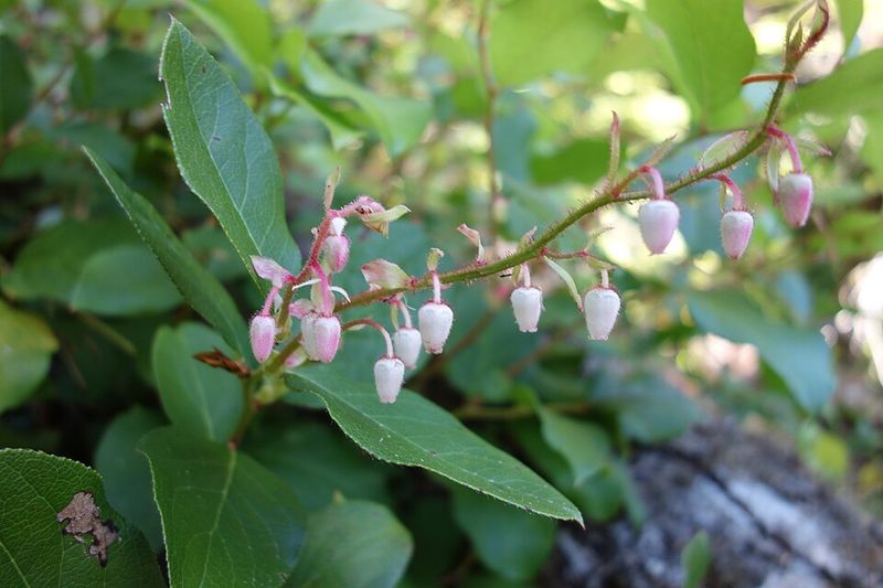 Salal Spreads Easily In Rainy, Shady Areas