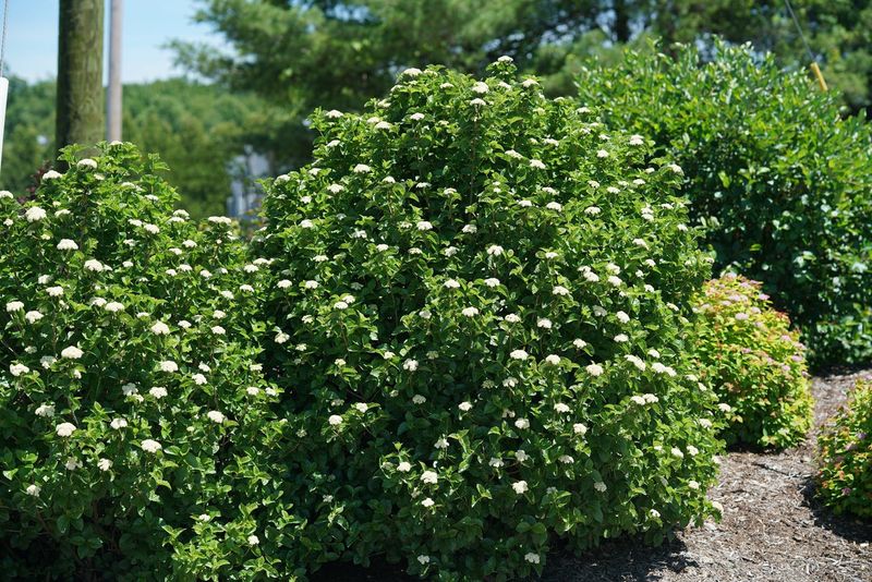 Arrowwood Viburnum Handles Heavy Ground With Ease