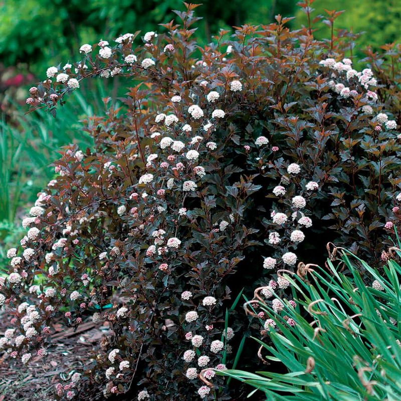 Peeling Bark Creates Texture That Stands Out In Winter