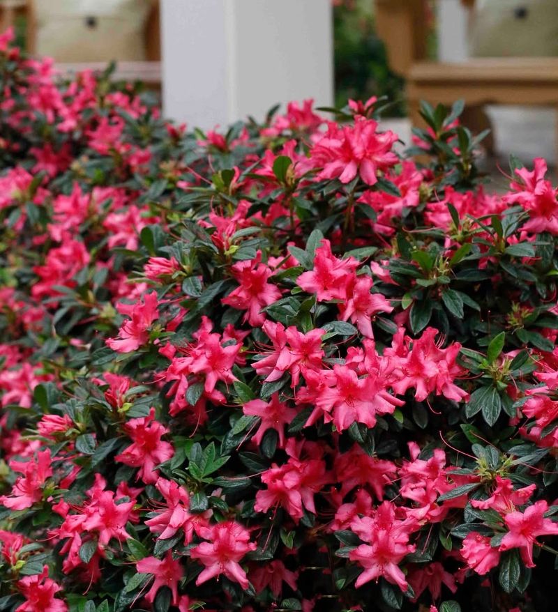 Encore Azaleas