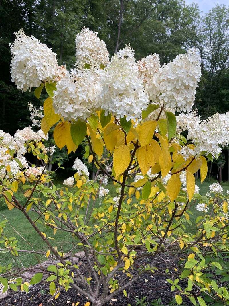 Cold Soil Slowing Root Growth