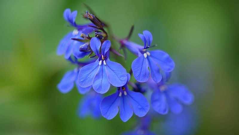 Great Blue Lobelia Closes Out Summer With Rich Violet Spires
