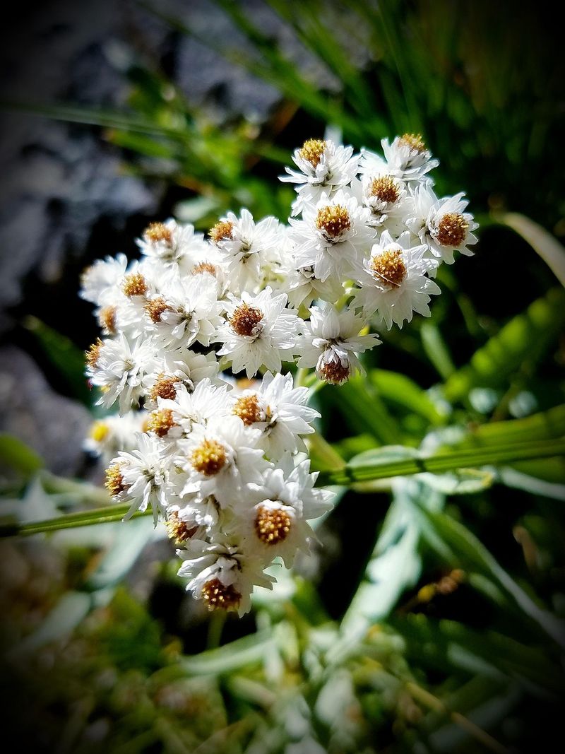 Pearly Everlasting