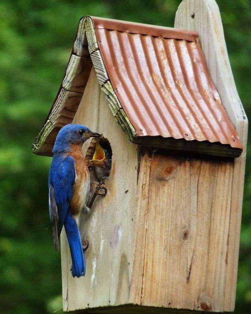 Set Up The Perfect Bluebird House In The Right Open Spot