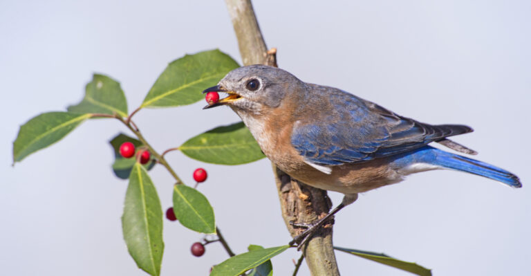 North Carolina Bluebirds Are Back And Here's How To Attract Them To Your Yard