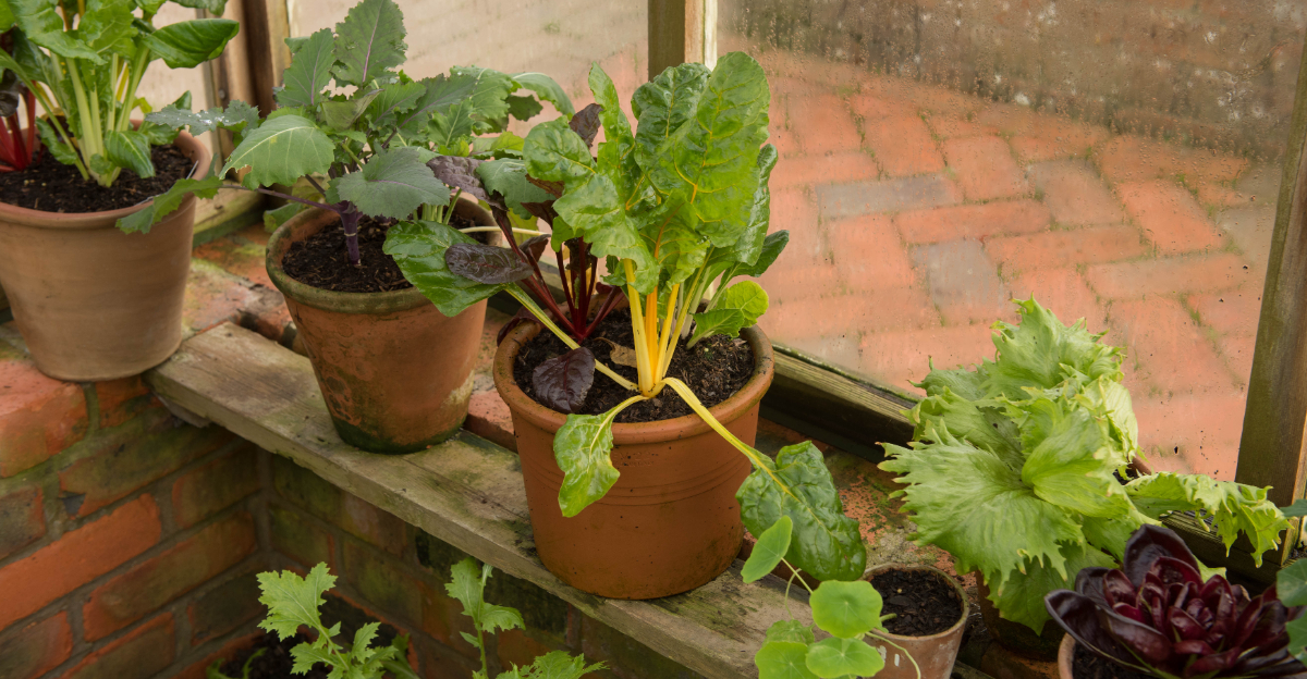 potted veggies
