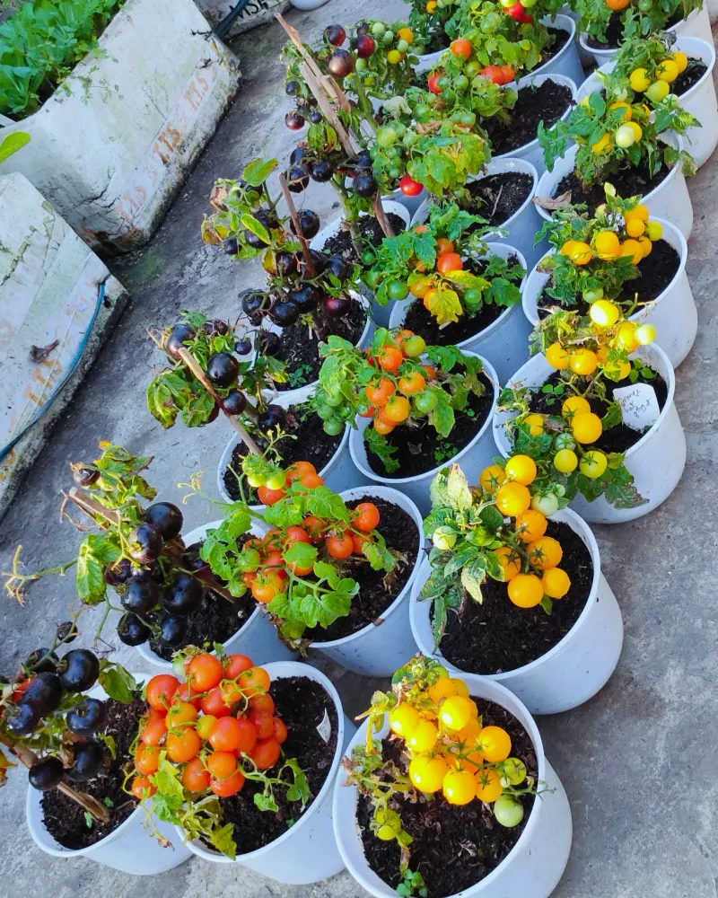 Compact Tomatoes That Punch Way Above Their Weight
