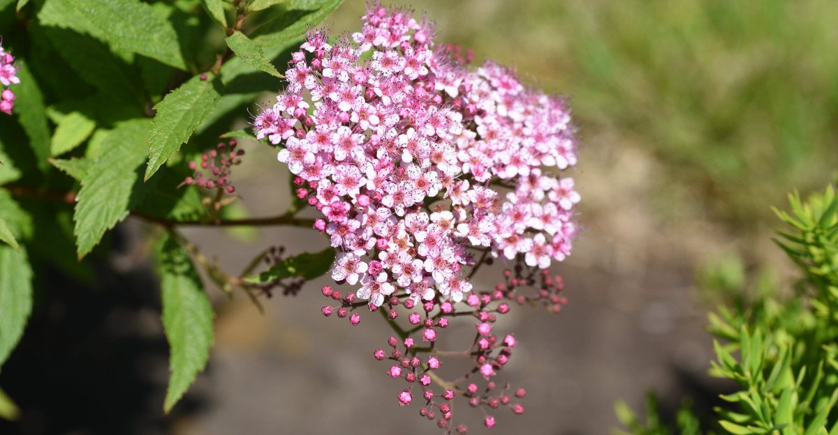 japanese spirea