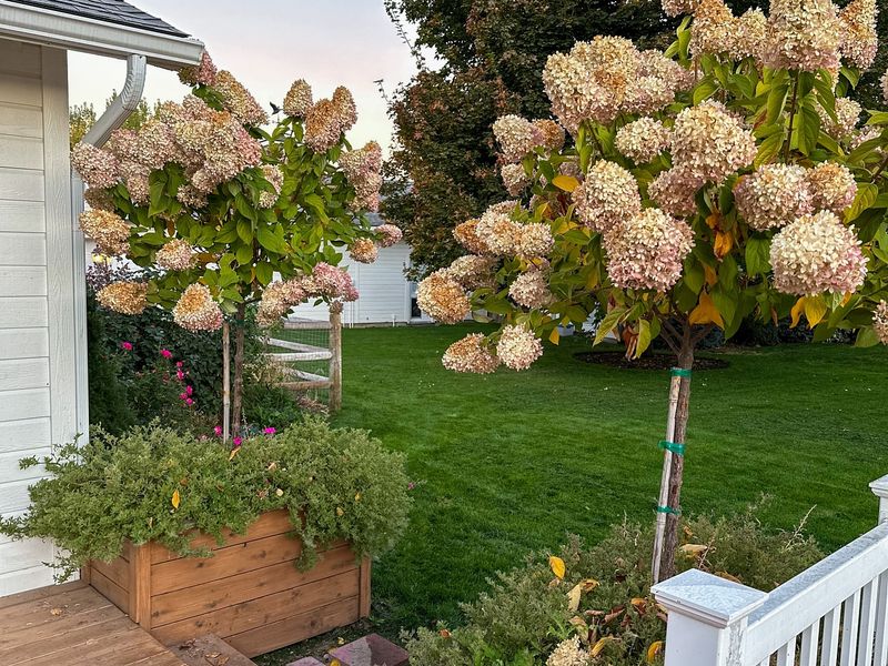 Panicle Hydrangeas Bloom On New Wood