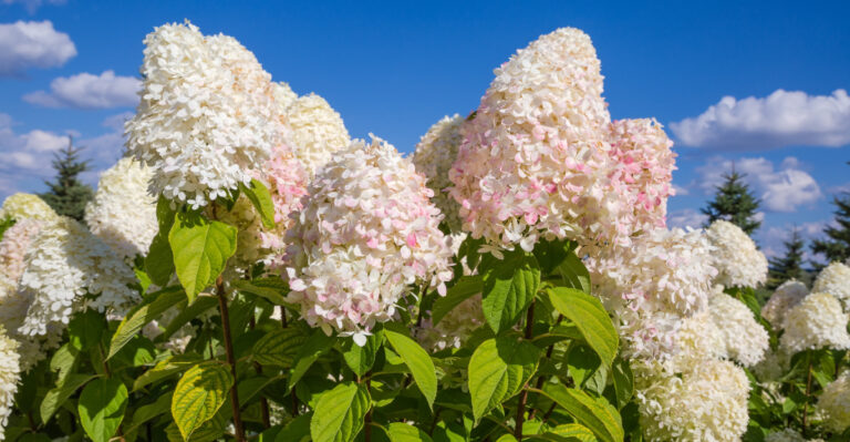 panicle hydrangea